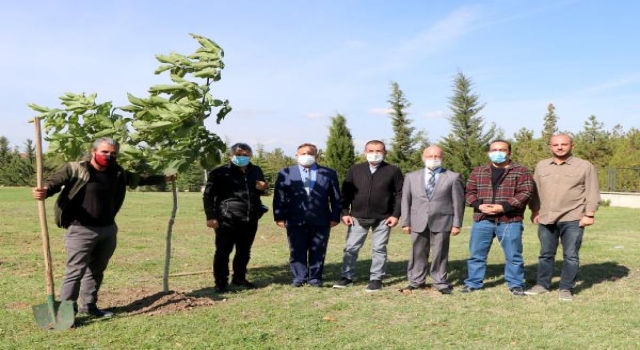 Trakya Üniversitesi Basın Fidanlığı’na DHA’nın fidanı dikildi