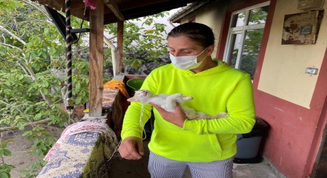 Kedisini boğazından iple asılarak öldürülmüş olarak buldu