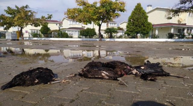 Köpeklerin saldırdığı 9 tavuk ve 1 horoz öldü