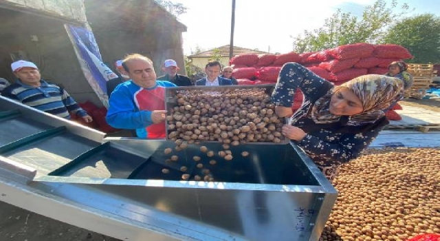 Edirne’de ceviz hasadı devam ediyor