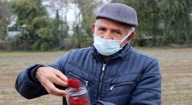 Edirne’de üreticinin taleplere yetişemediği safranın hasadı yapıldı