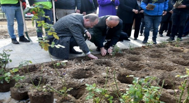 Edirne gülü, doğduğu yerde toprakla buluştu