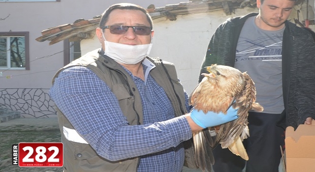 Tekirdağ'da yaralı bulunan şahin tedaviye alındı