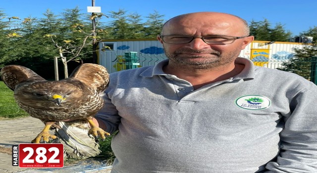 Ergene’de Yaralı Şahin Tedavi Altına Alındı