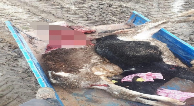 Tekirdağ’da aç kalan kurtlar ahıra girdi; 2 hayvan öldü