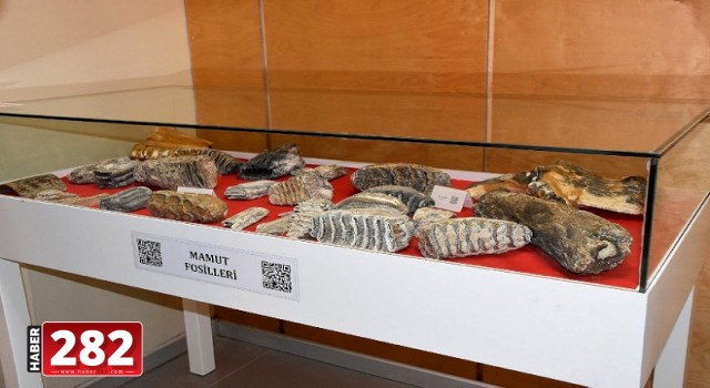 Tekirdağ’da 28 bin yıllık mamut fosilleri sergilendi (2)
