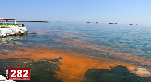 Marmara Denizi'nde plankton çoğalması