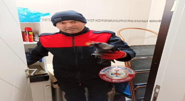 Apartmanın havalandırma boşluğuna sıkışan karga kurtarıldı