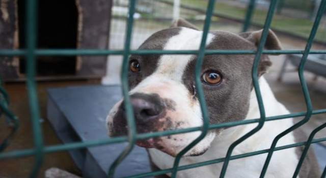 Edirne’de ’yasaklı ırk’ köpekler için barınakta yer kalmadı