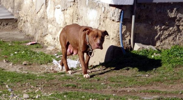 Sahipsiz pitbull ile 2 yavrusu korumaya alındı