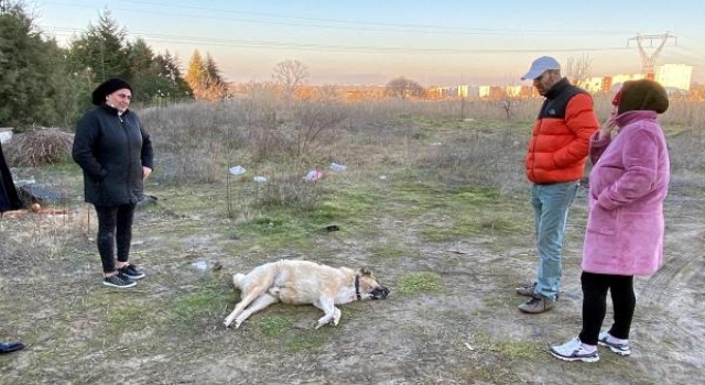 ’Lassi’ barınak dönüşü ölünce görevlilerden şikayetçi oldular