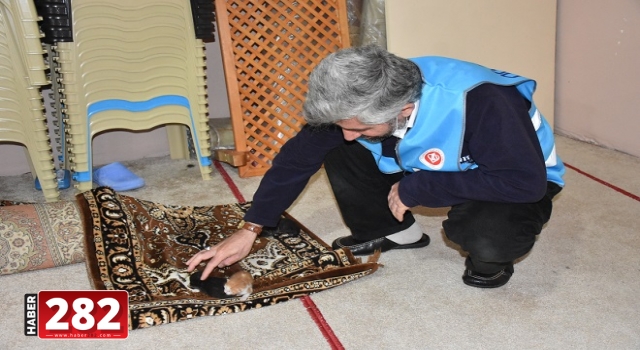 İmam, kedi yavrularına mescitte sahip çıktı
