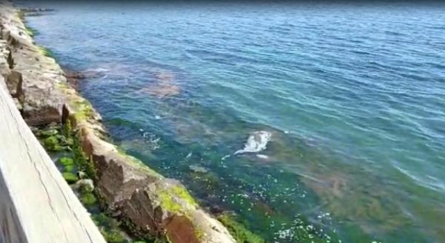 Tekirdağ kıyıları turuncuyu boyanmaya başladı