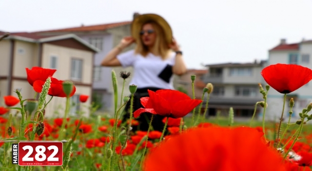 Tekirdağ'da kendiliğinden yetişen gelincikler görsel şölen sunuyor