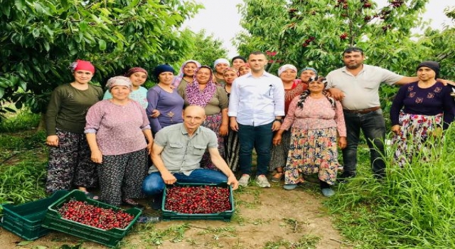 Edirne’de, Çeribaşı kirazının hasadı başladı