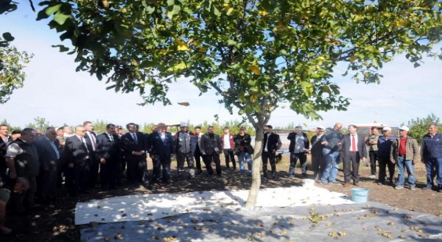 Edirne’nin bozuk orman arazisindeki cevizde hasat başladı