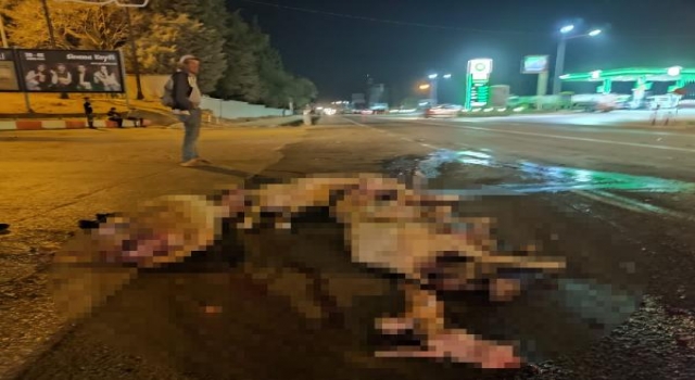 Edirne’de otomobil sürüye çarptı, 7 koyun telef oldu