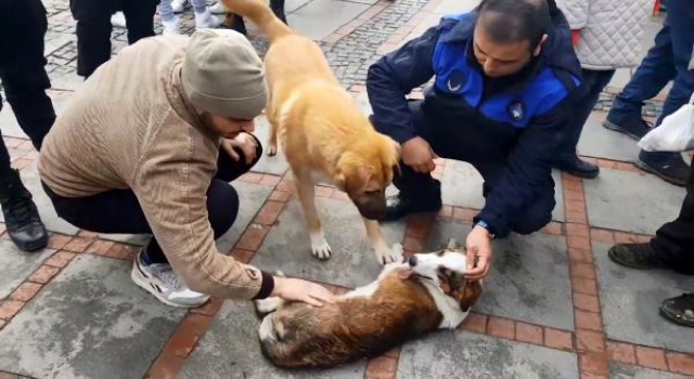 Köpek kazada yaralandı; yanındaki diğer köpek başından ayrılmadı