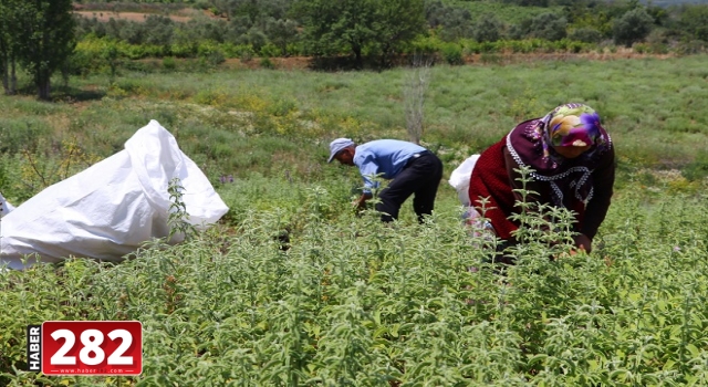 Ganos Dağı eteklerinde ada çayı hasadı başladı