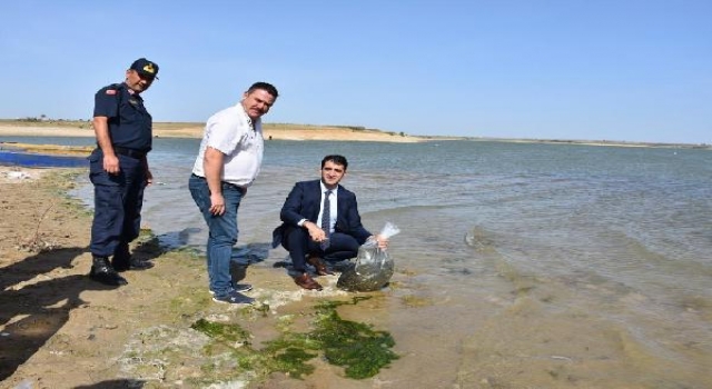 Edirne’de 2022 yılında 9.5 milyon pullu sazan yavrusu üretildi