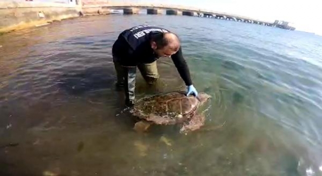 Tekirdağ’da yosunlara takılan caretta caretta kurtarıldı