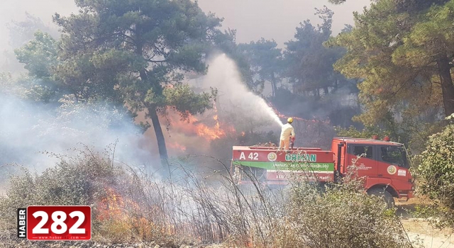 Gelibolu Yarımadası'nda orman yangını çıktı