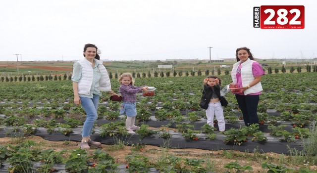Ergene Belediyesi Çilek Tarlaları Hizmete Açıldı
