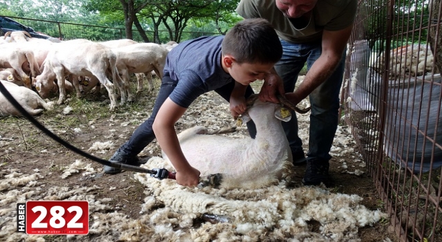 Küçükbaş kurbanlıklara bayram öncesi "kuaför" hizmeti
