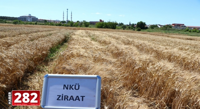 NKÜ'de geliştirilen yerli ve milli çeşitleri çiftçilerin değerlendirilmesine sunuldu