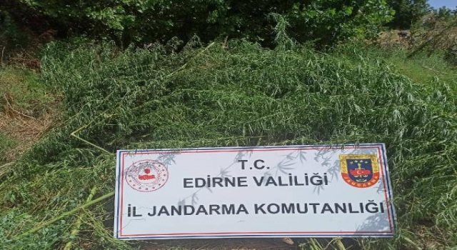 Mısır tarlasında 26 bin 500 kök Hint keneviri ele geçirildi