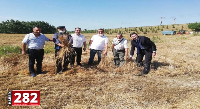 Tekirdağ'da 10 bin yıllık siyez buğdayının hasadı yapıldı