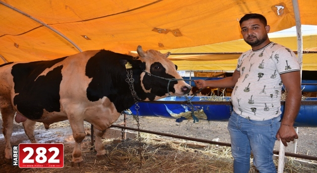 Tekirdağ'da 1 ton 200 kilogramlık "İbocan" adlı dana 24 bin liraya alıcı bekliyor