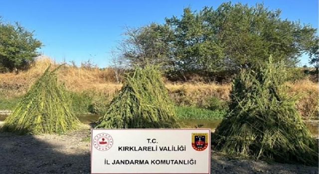 Kırklareli’de 1 ayda 164 bin 485 kök kenevir yakalandı
