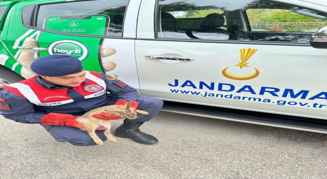 Edirne’de Jandarma’nın bulduğu yaralı tavşan, korumaya alındı