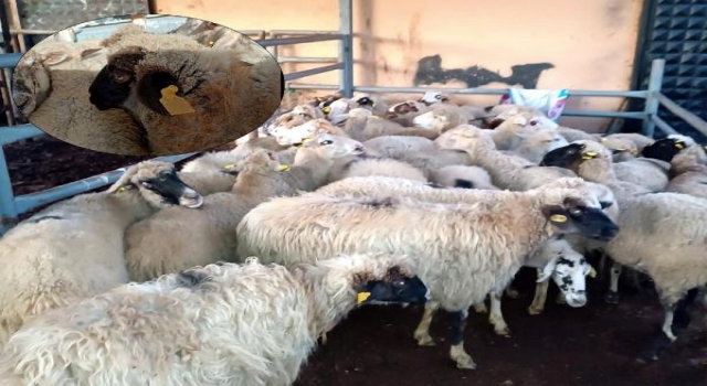 Kırklareli’ye kaçak hayvan getiren 2 kişiye 68 bin lira ceza