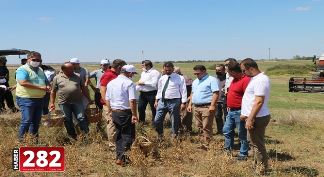 İlk Nohut Hasadını Gerçekleştirdik