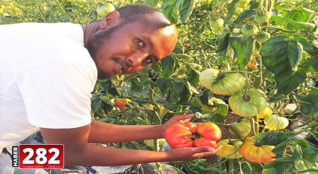Somalili üniversite öğrencisi 1 kilo 130 gram ağırlığında domates yetiştirdi