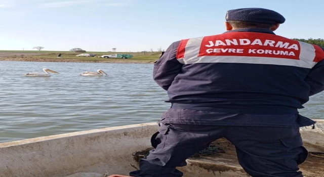 Edirne’de jandarma pelikanları kontrol ederek, besledi