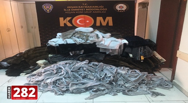 Edirne'de 522 vizon postu ile çok sayıda kürk kıyafet ele geçirildi