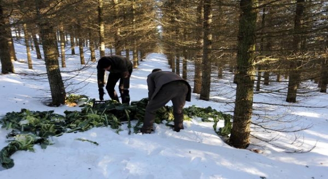 Tekirdağ’da yaban hayvanlarına yiyecek bırakıldı