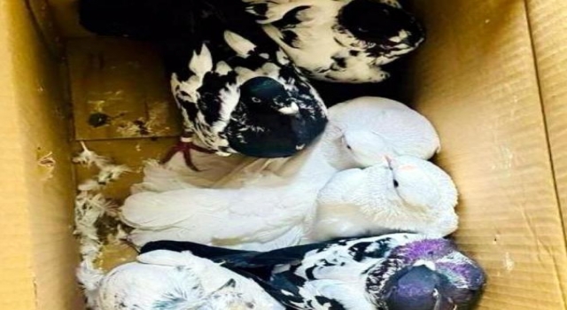 Kırklareli’de Bulgaristan’dan getirilen 12 güvercin ele geçirildi