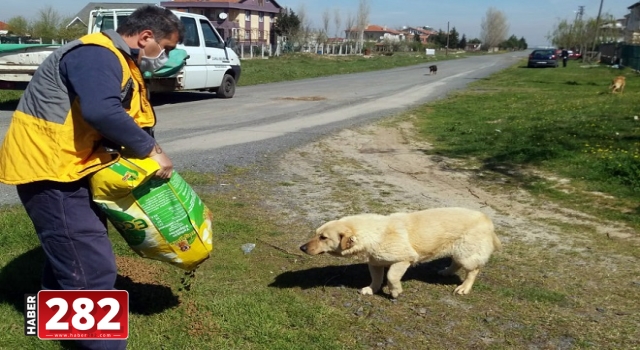 Çorlu Belediyesi ‘Sokaktaki Dostlarımıza Sahip Çıkıyor’