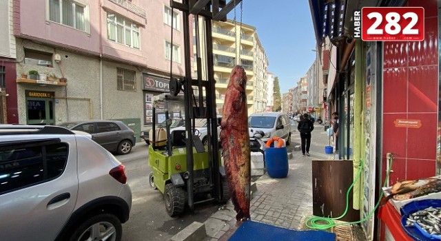 MERİÇ NEHRİ’NDEN ÇIKTI, ÇORLU’DA SERGİLENDİ: DEV BALIK GÖRENLERİ HAYRETE DÜŞÜRDÜ
