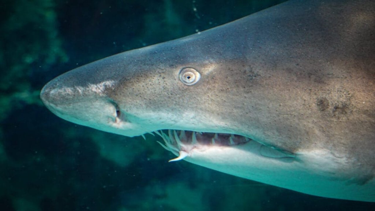 O Canlı 50 Yıl Sonra Yeniden Ortaya Çıktı!