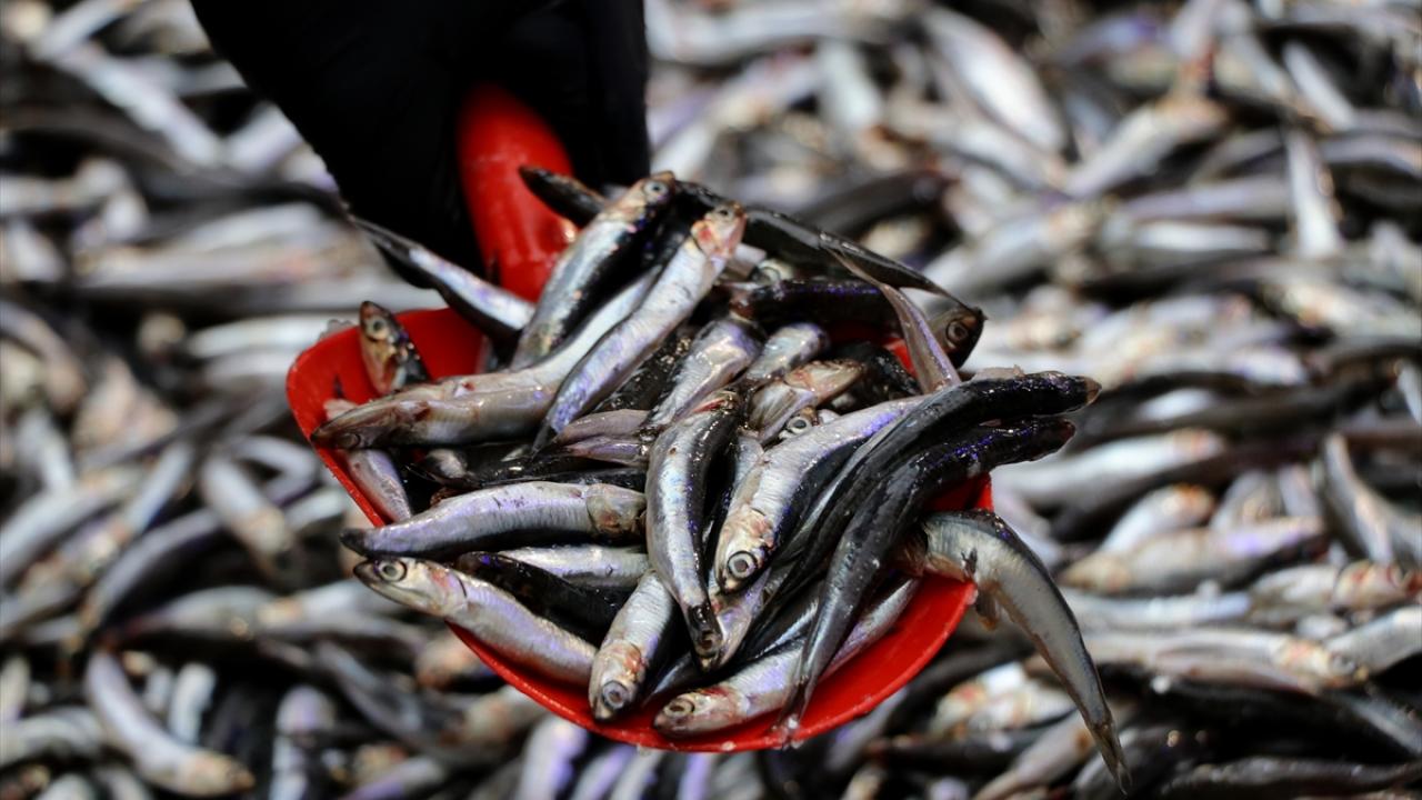 Balığa Zam Geldi! İşte Güncel Fiyatlar!