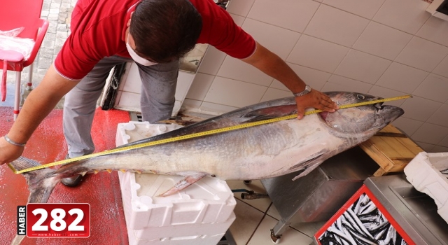 100 kilogramlık orkinos vatandaşların ilgi odağı oldu