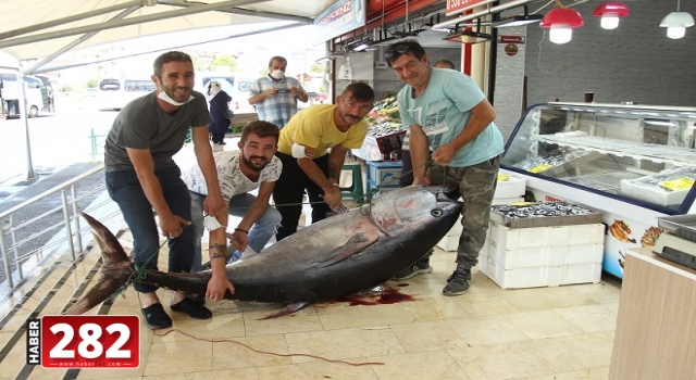 141 kilogramlık orkinos vatandaşların ilgi odağı oldu