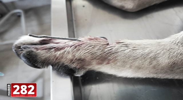 Süleymanpaşa Belediyesinden yaralı köpeğe gönül eli