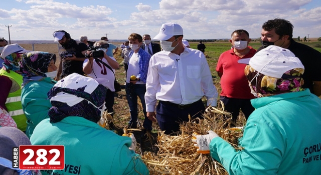 Bitkisel Üretim Merkezinde İkinci Hasat Zamanı