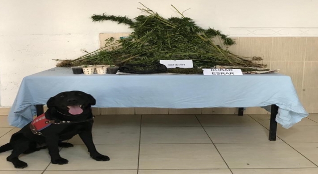 Tekirdağ’da düzenekle evinde Hint keneviri yetiştiren kişi gözaltına alındı
